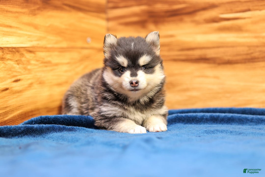 Pomsky dogs for sale: Raven - Image 1