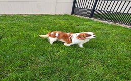 Cavalier King Charles Spaniel dogs for sale: Bella - Image 10