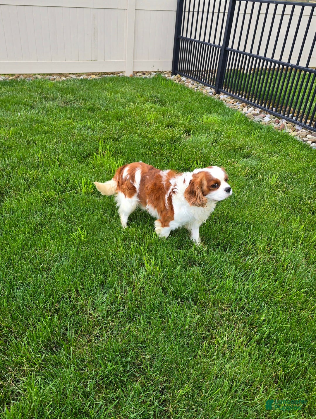 Cavalier King Charles Spaniel dogs for sale: Bella - Image 10