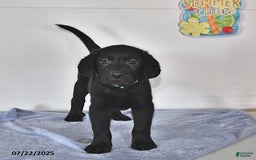Labrador Retriever dogs for sale: Carter - Image 6