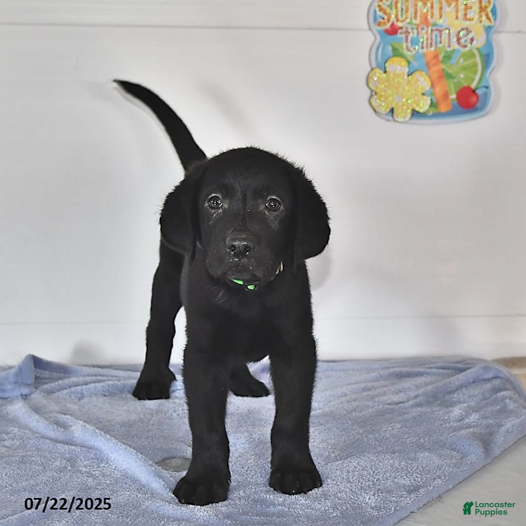 Labrador Retriever dogs for sale: Carter - Image 6
