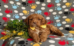 Cockapoo dogs for sale: Farlow - Image 10