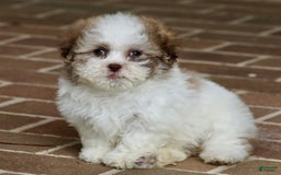 Shihpoo dogs for sale: Lily - Image 7