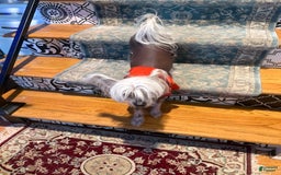 Chinese Crested dogs for sale: Joker - Image 3