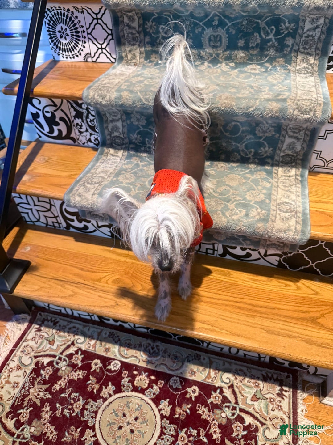 Chinese Crested dogs for sale: Joker - Image 3