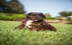 Goldendoodle dogs for sale: Shooter - Image 3