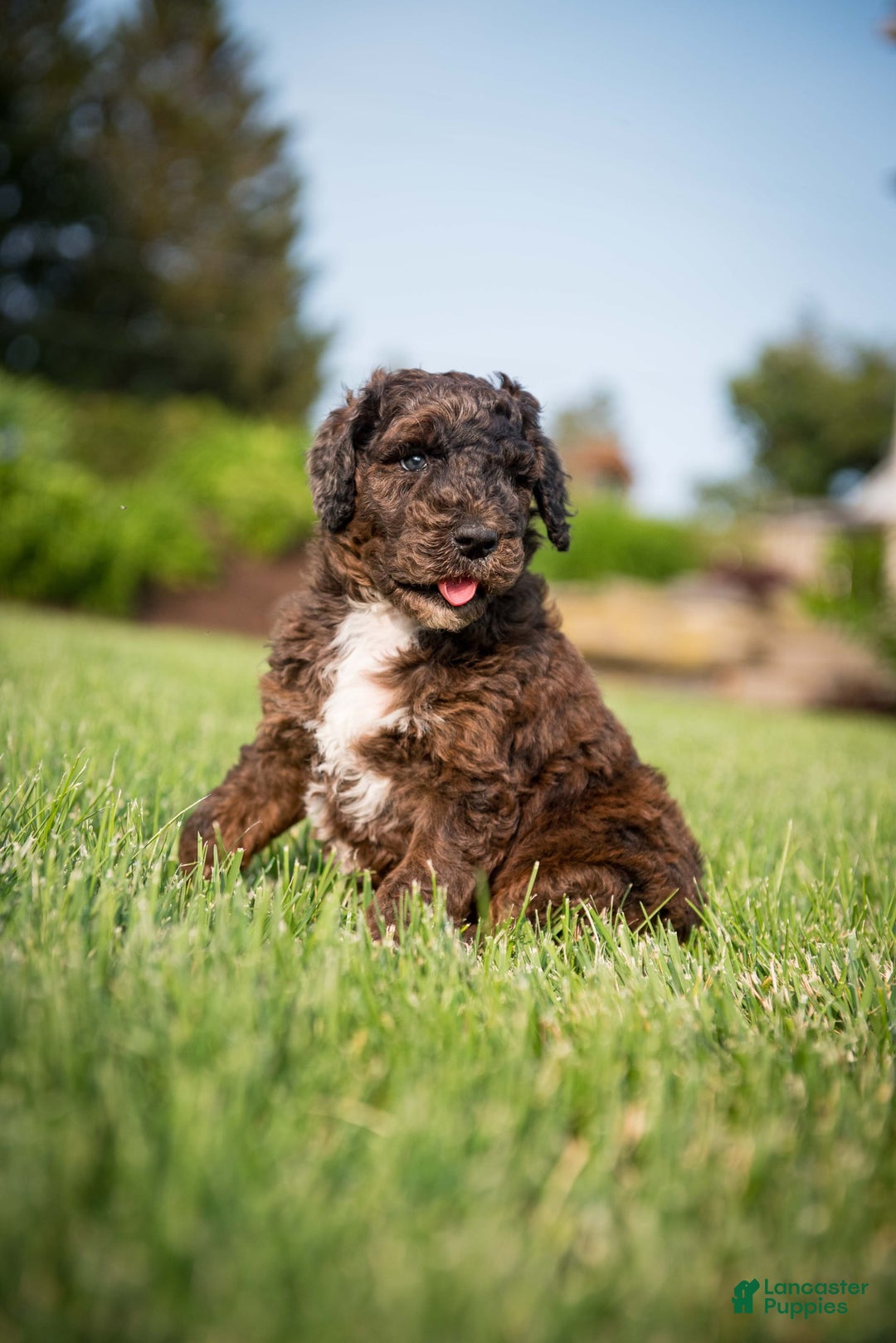 Goldendoodle dogs for sale: Shooter - Image 3
