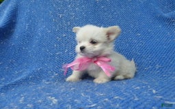 Maltipoo dogs for sale: Lora - Image 1