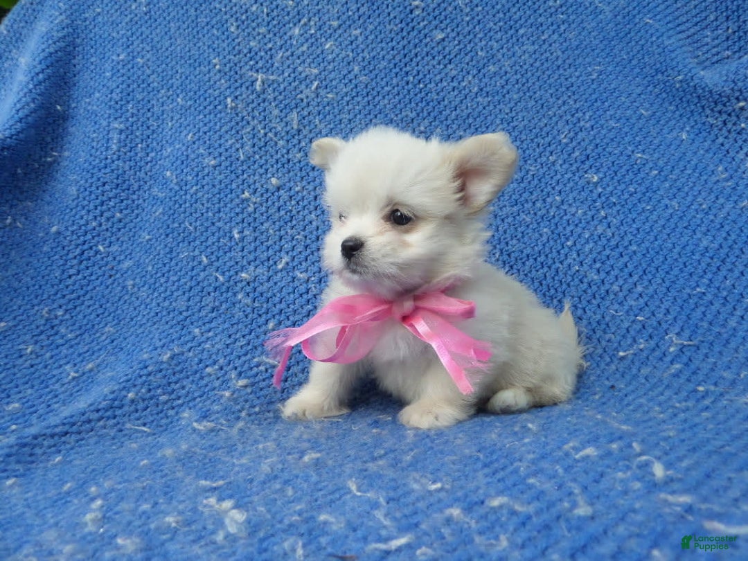 Maltipoo dogs for sale: Lora - Image 1