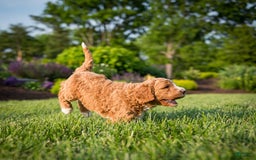 Goldendoodle dogs for sale: Janelle - Image 12