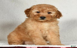 Mini Goldendoodle dogs for sale: Amber - Image 6