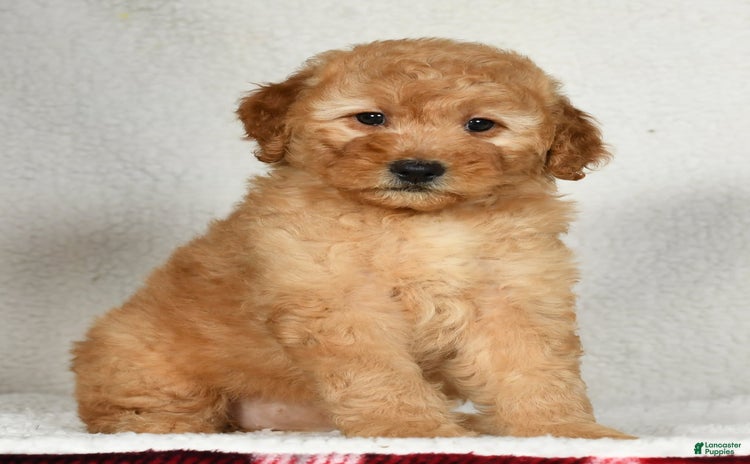 Mini Goldendoodle dogs for sale - Ad 1
