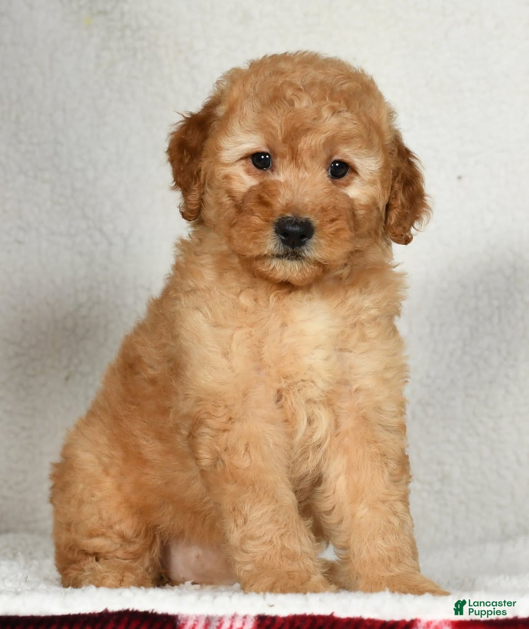 Mini Goldendoodle dogs for sale: Amber - Image 6