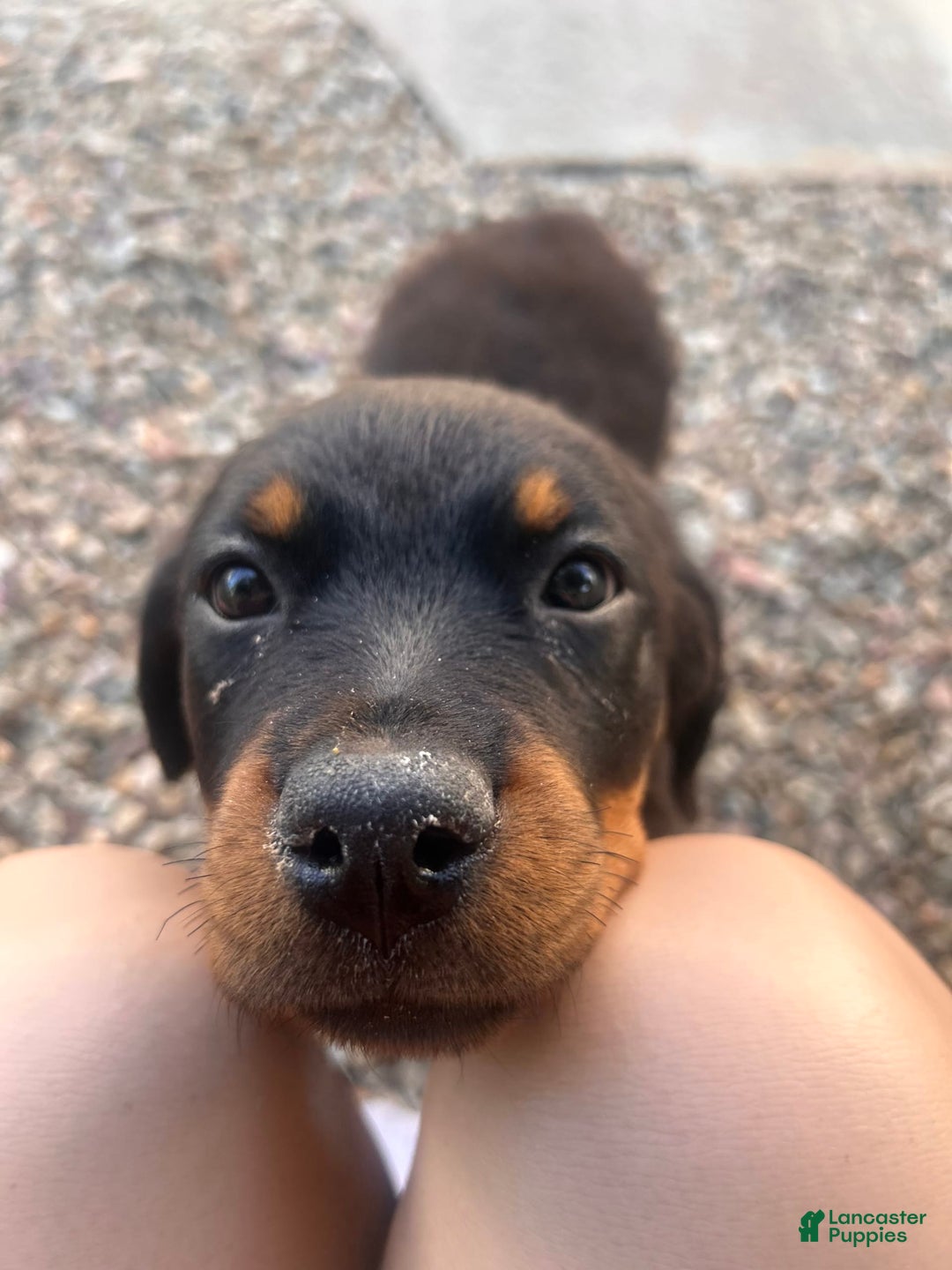 Rottweiler dogs for sale: Lylah - Image 3