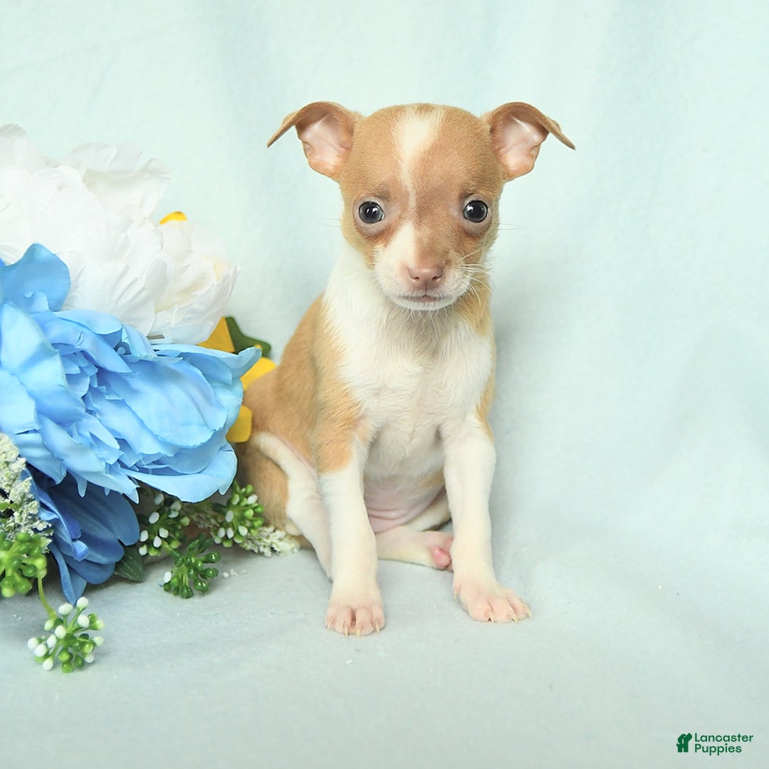 Chihuahua dogs for sale: Roxy - Image 4