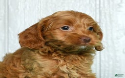 Cavapoo dogs for sale: Bruno - Image 2