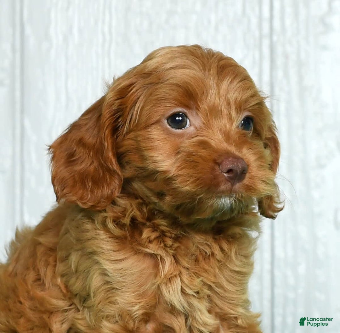 Cavapoo dogs for sale: Bruno - Image 2