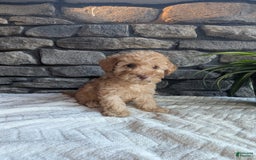 Miniature Poodle dogs for sale: Ace - Image 4