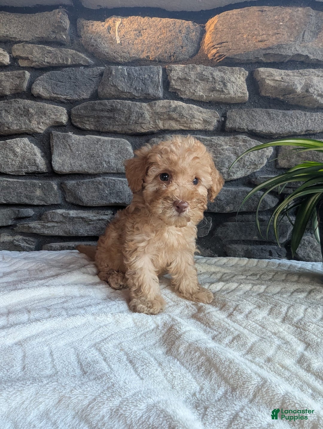 Miniature Poodle dogs for sale: Ace - Image 4