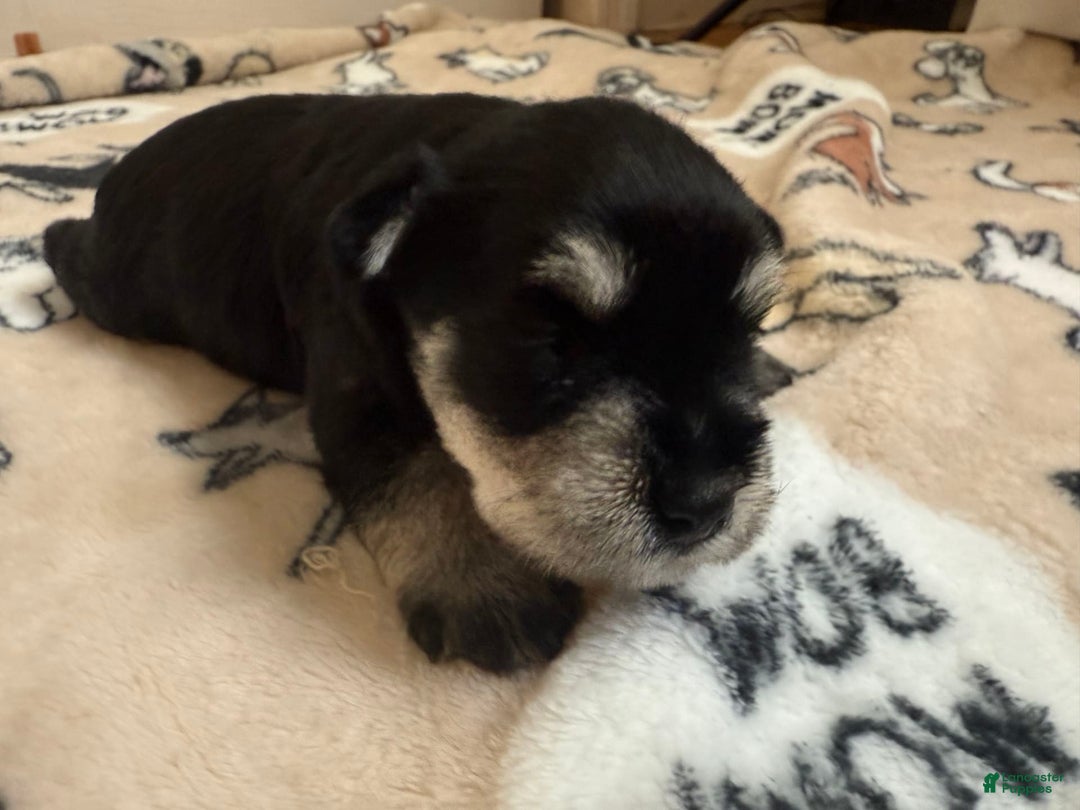 Miniature Schnauzer dogs for sale: Halo - Image 9