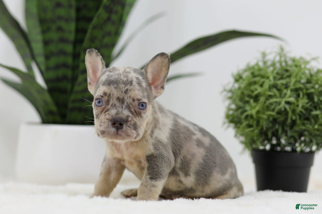 French Bulldog dogs for sale: French Bulldog 5 puppies - Image 13