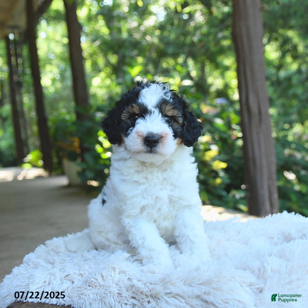 Miniature Poodle dogs for sale: Lenny - Image 2