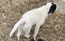 Border Collie dogs for sale: Divvy - Image 12