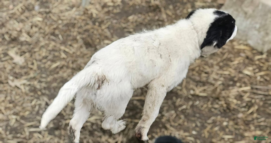 Border Collie dogs for sale: Divvy - Image 12