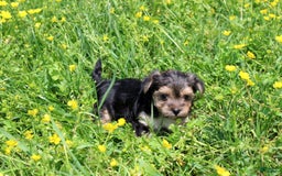 Morkie dogs for sale: Orianna - Image 5