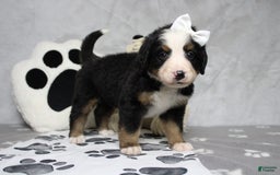 Bernese Mountain Dog dogs for sale: Pebbles - Image 12