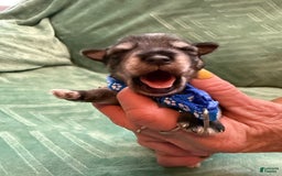 Miniature Schnauzer dogs for sale: Puppy2blue - Image 1