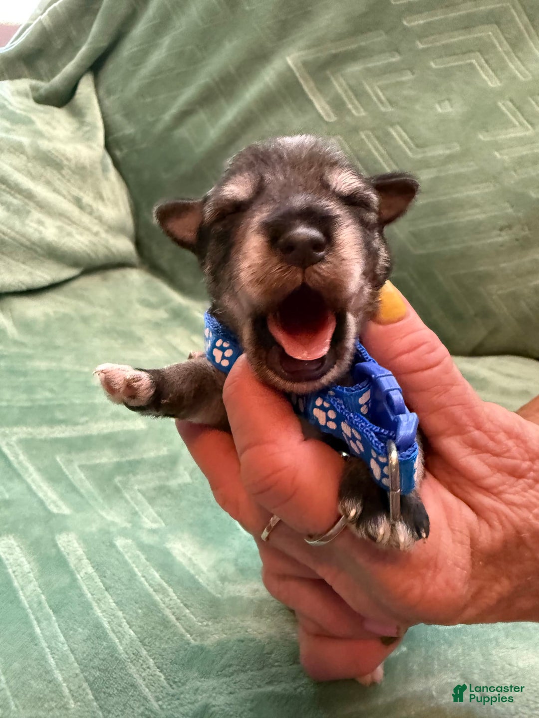 Miniature Schnauzer dogs for sale: Puppy2blue - Image 1