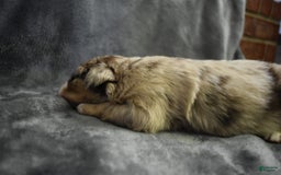 Miniature Australian Shepherd dogs for sale: Diesel - Image 2
