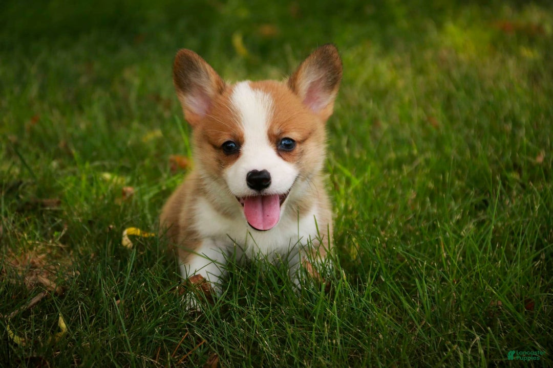 Welsh Corgi Pembroke dogs for sale: Brownie - Image 2