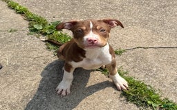 American Bully dogs for sale: Brookie - Image 8