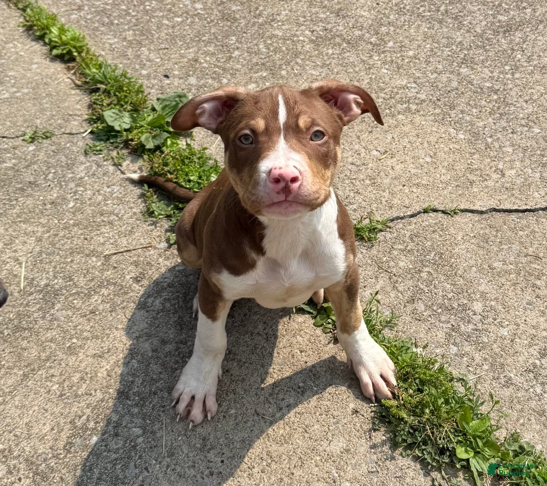American Bully dogs for sale: Brookie - Image 8