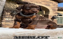 Doberman Pinscher dogs for sale: Malibu - Image 8