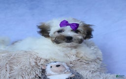 Shihpoo dogs for sale: Scarlett - Image 18