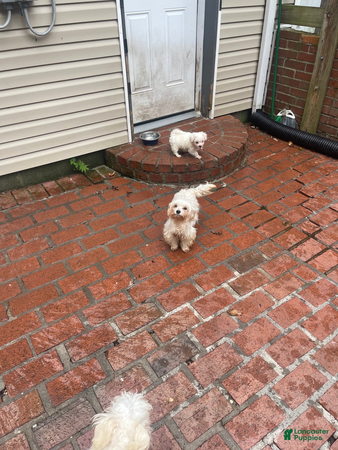 Maltese dogs for sale: No Name - Image 5