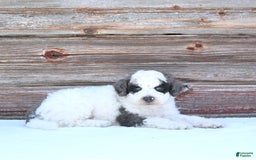 Miniature Poodle dogs for sale: Moe - Image 7