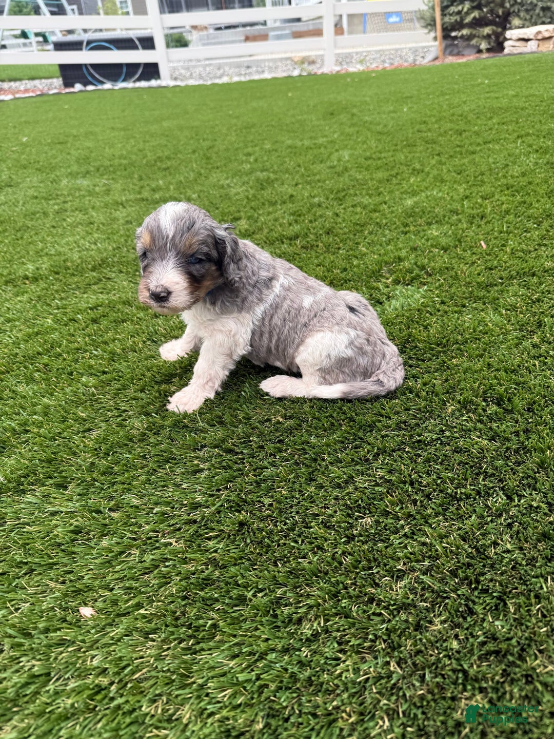 Bernedoodle dogs for sale: 2 - Image 5