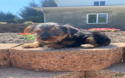 Yorkshire Terrier dogs for sale: Dallas - Image 7