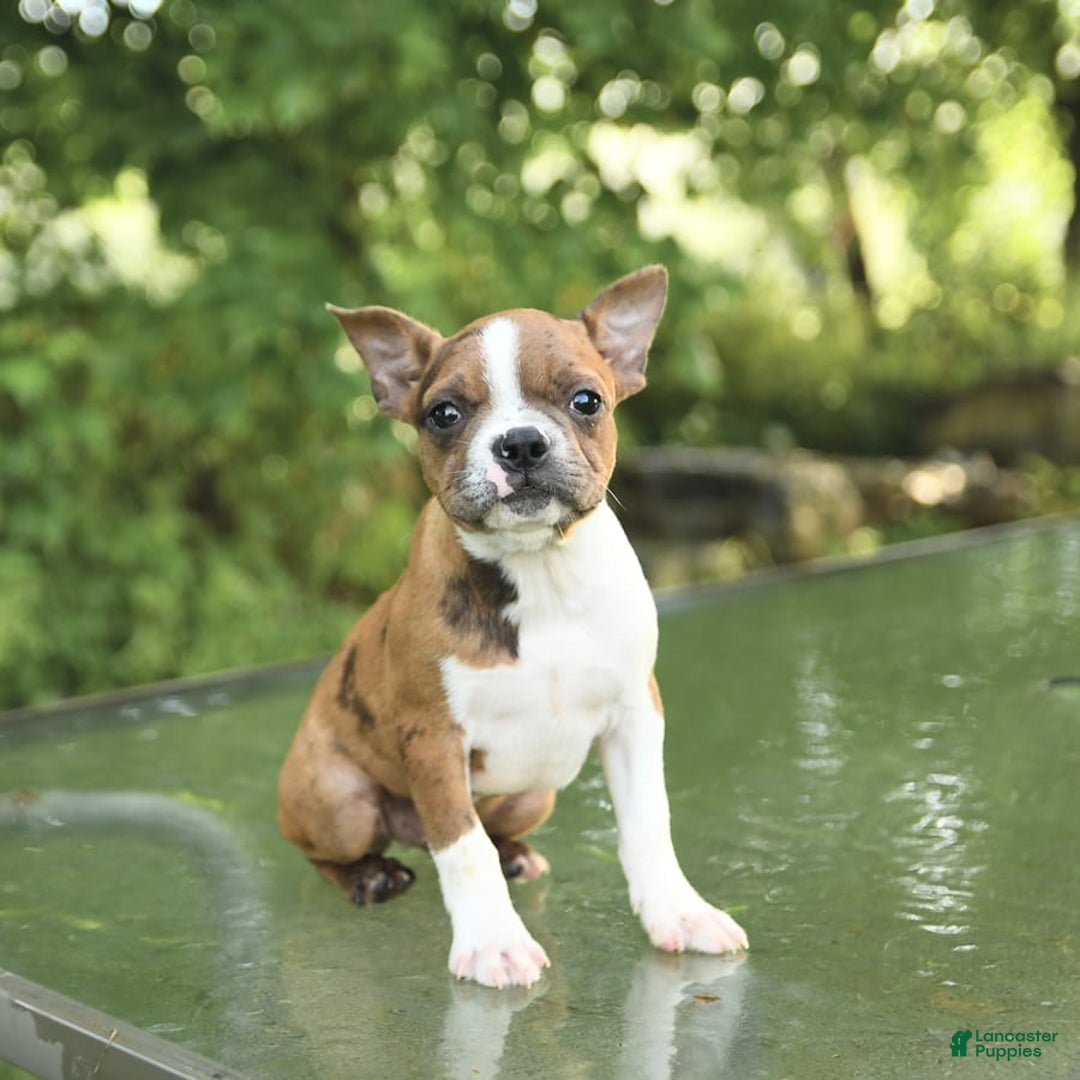 Boston Terrier dogs for sale: Nikki - Image 2