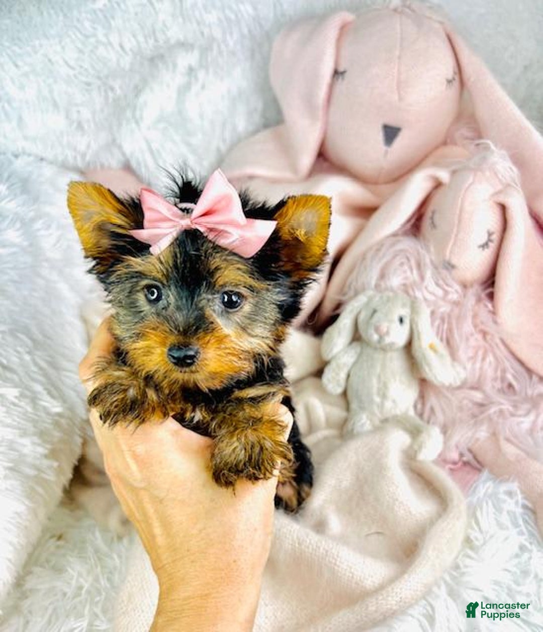 Yorkshire Terrier dogs for sale: Jewels - Image 3