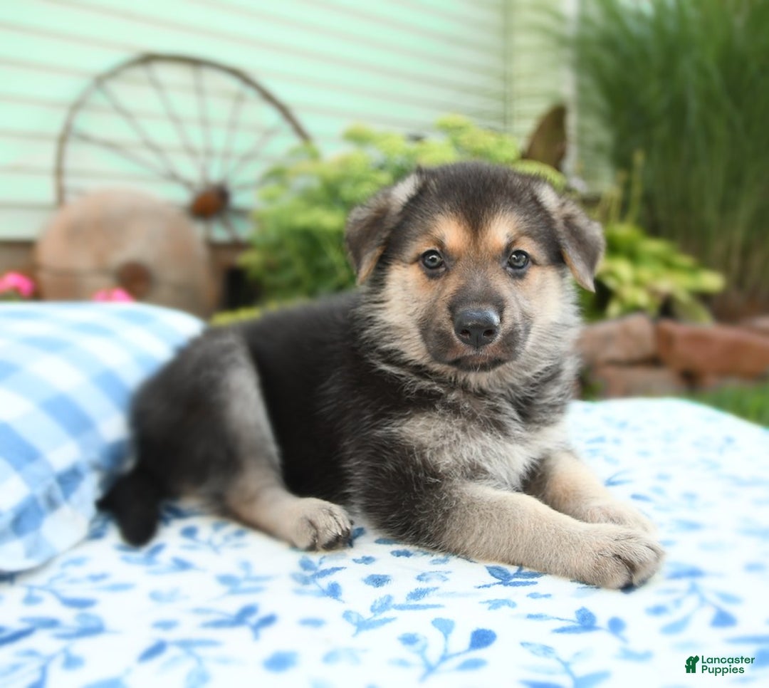 German Shepherd dogs for sale: Ocean - Image 2