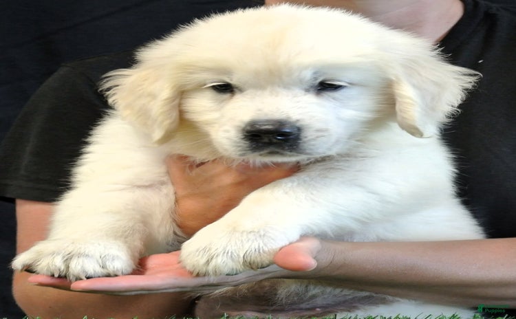 Golden Retriever dogs for sale - Ad 2