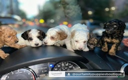 Miniature Poodle dogs for sale: Usher - Image 2