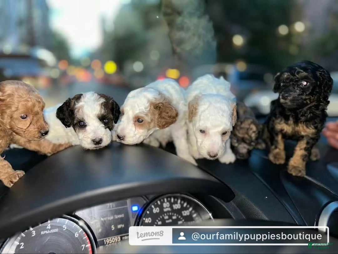 Miniature Poodle dogs for sale: Usher - Image 2