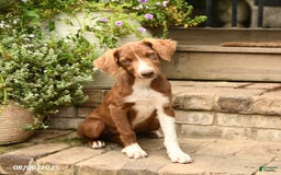Border Collie dogs for sale: Jewels - Image 1