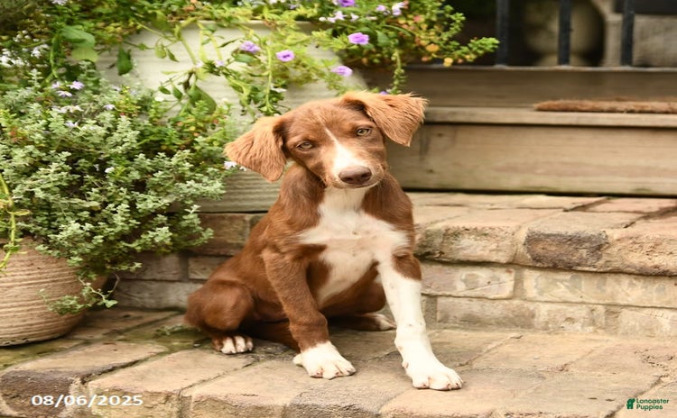 Border Collie dogs for sale - Ad 3